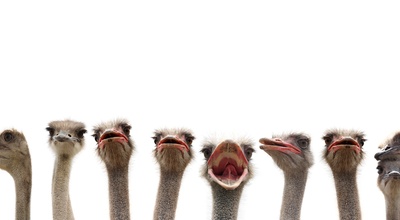 Der Chor - Die Musik und die Stimme mit allen Sinnen entdecken!